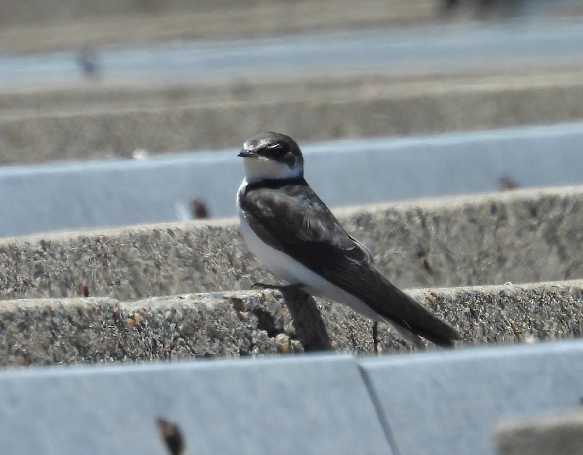 Белопоясничная ласточка - ML647192605