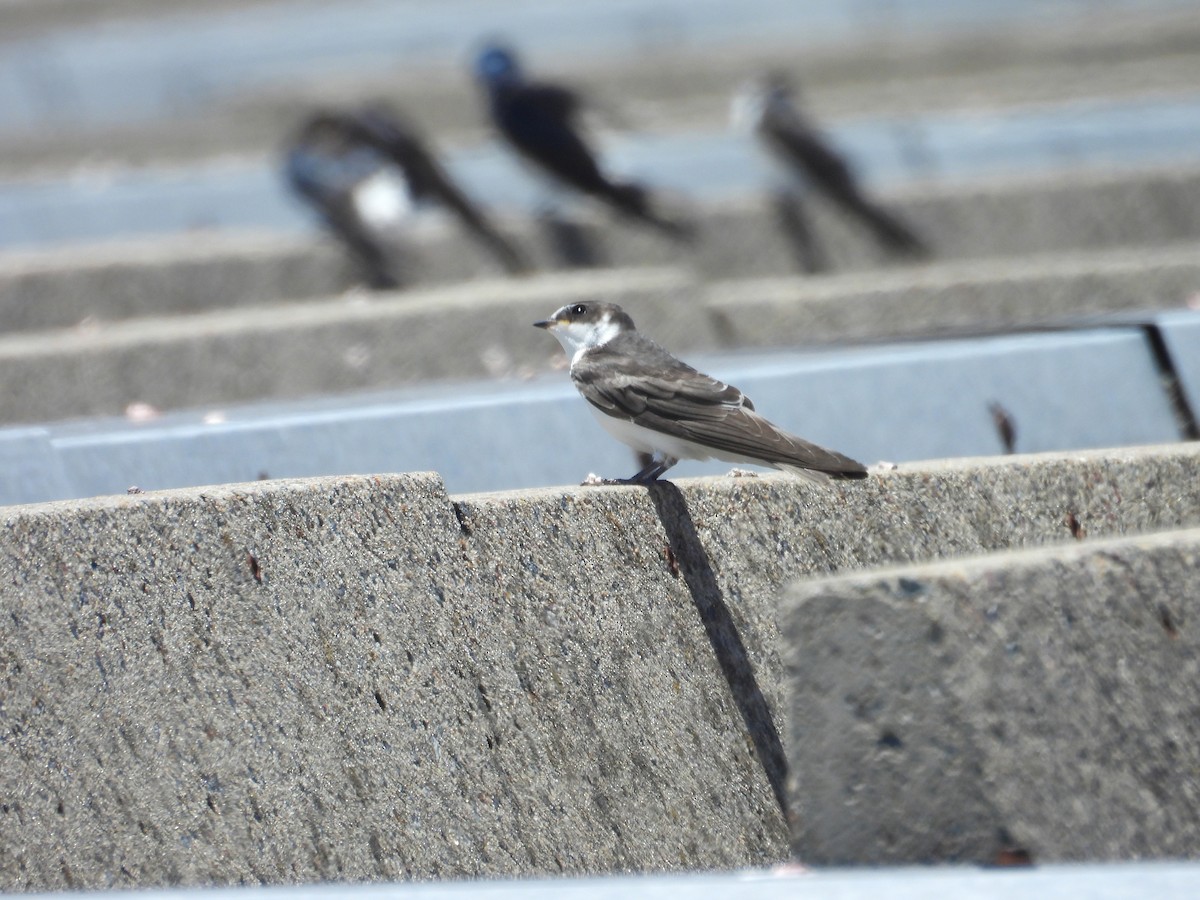 Белопоясничная ласточка - ML647192606