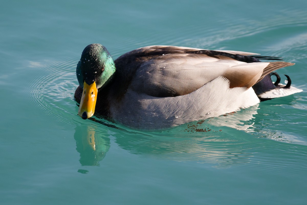 綠頭鴨 - ML647192609