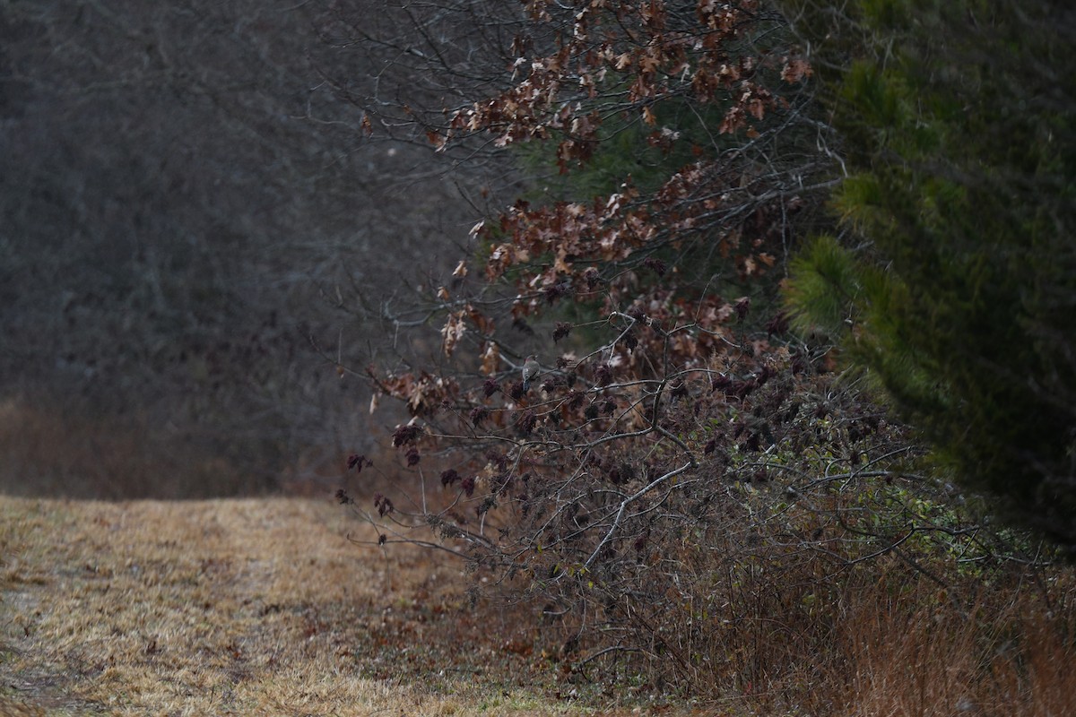 Northern Flicker (Yellow-shafted) - ML647192610