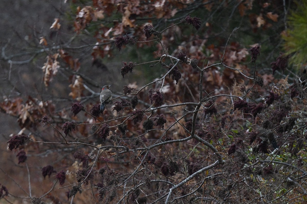 Northern Flicker (Yellow-shafted) - ML647192613