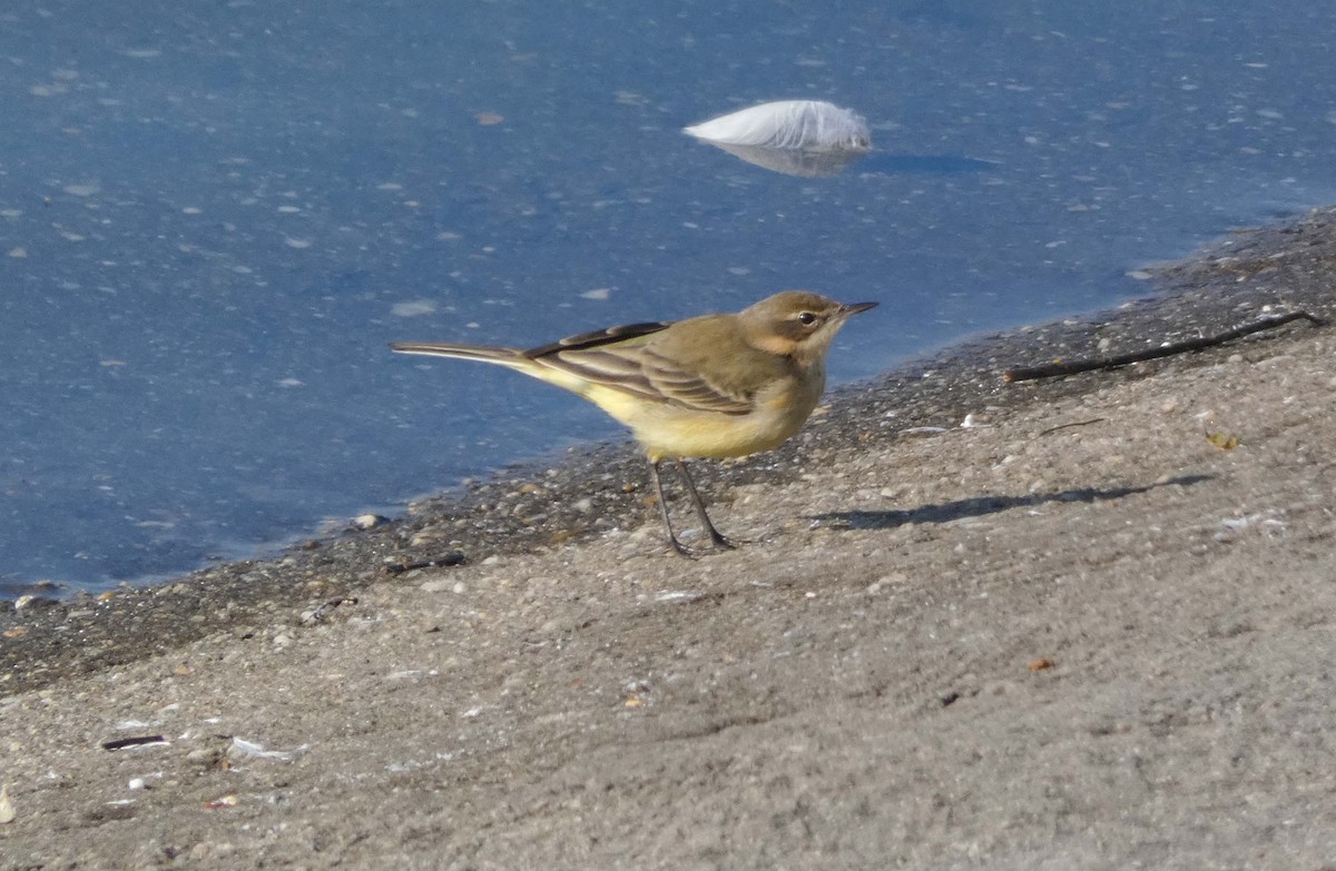 Sarı Kuyruksallayan - ML647192614