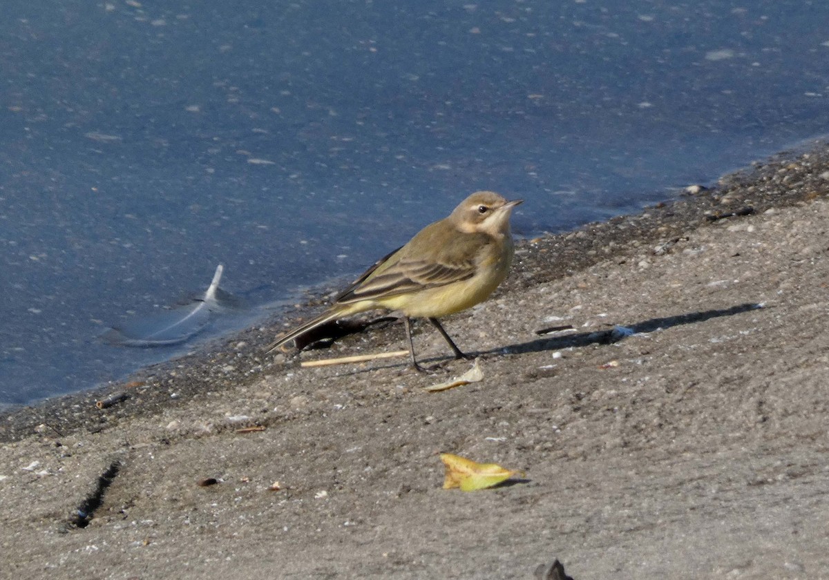 Sarı Kuyruksallayan - ML647192616