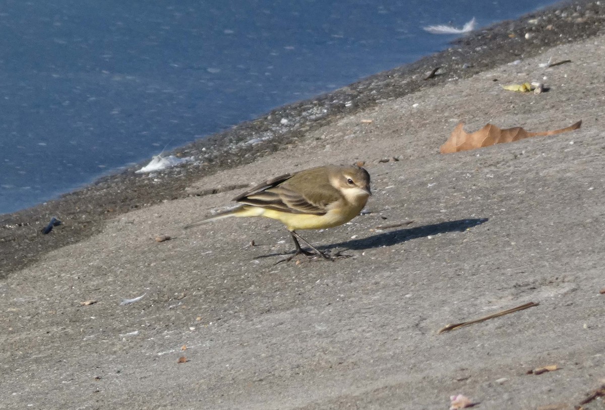 Sarı Kuyruksallayan - ML647192618