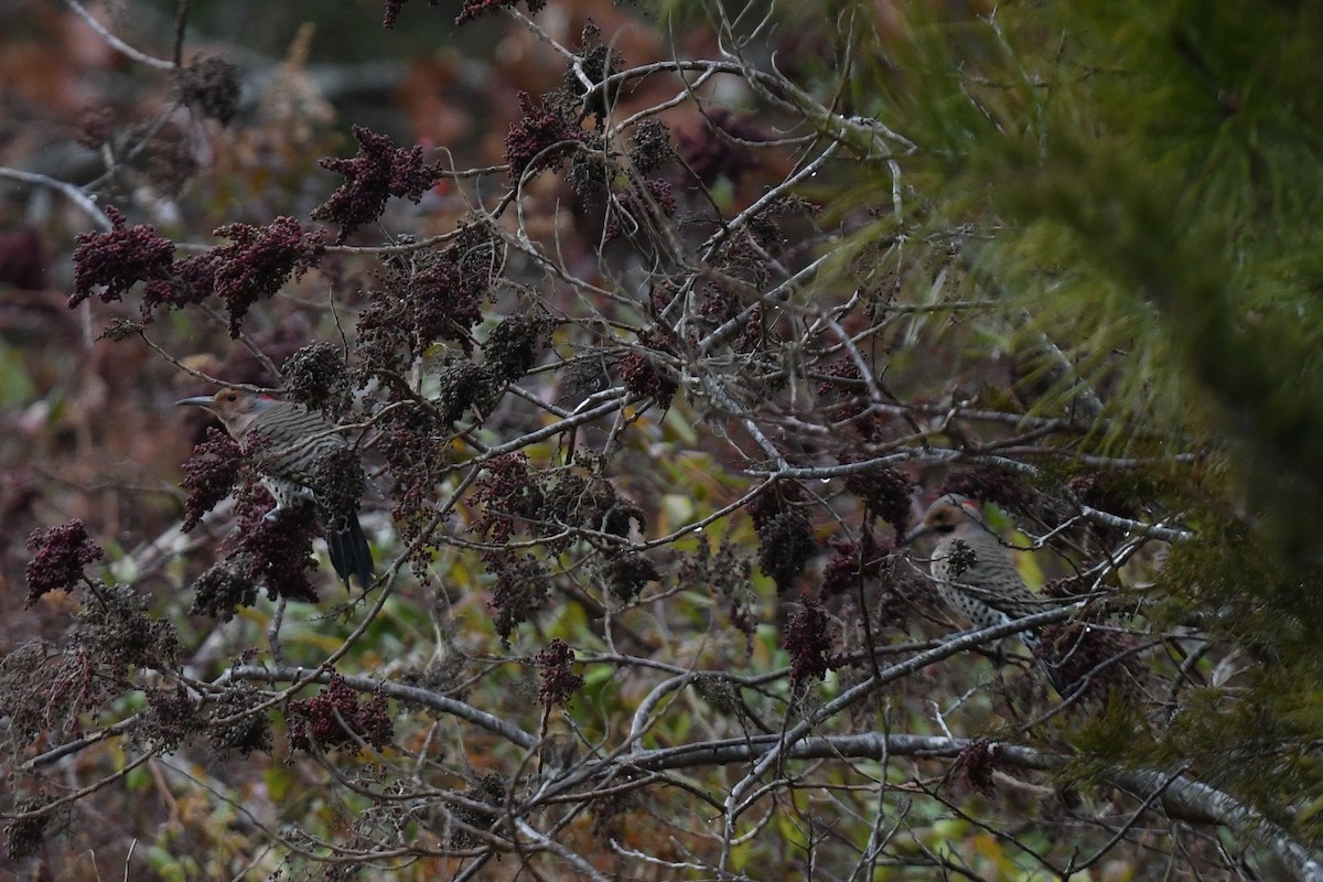 Northern Flicker (Yellow-shafted) - ML647192619