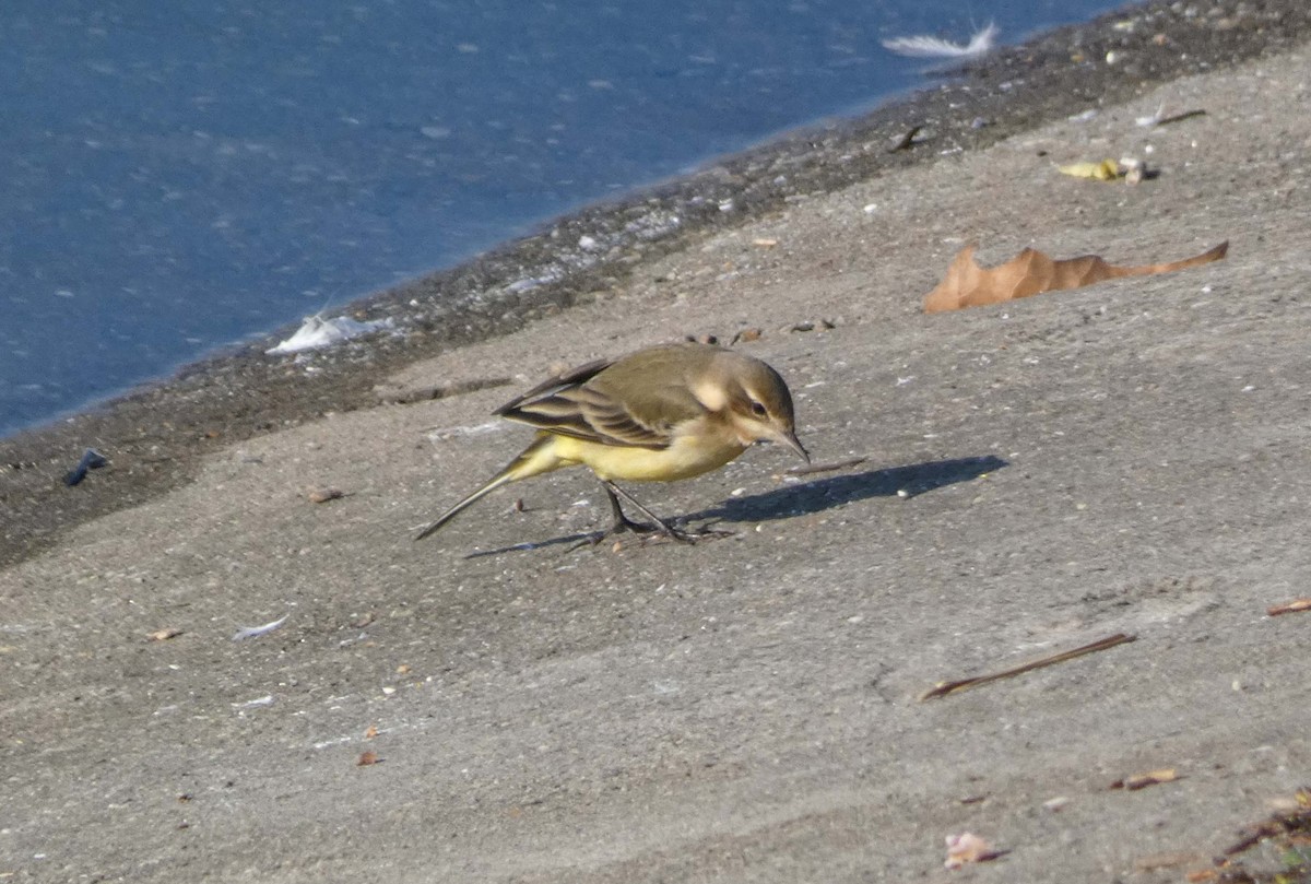 Sarı Kuyruksallayan - ML647192621