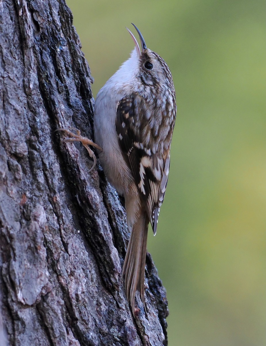 Amerikabaumläufer - ML647192628