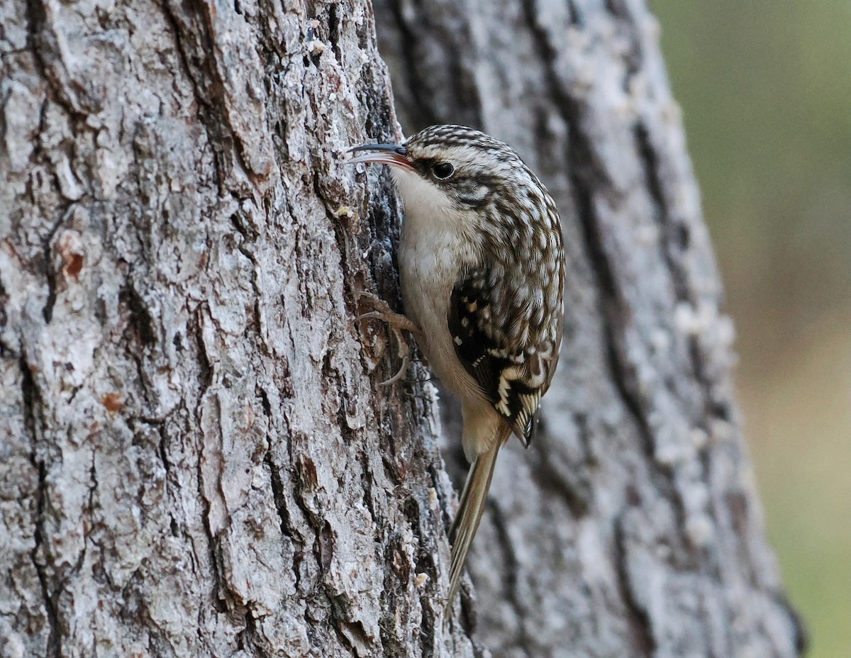 Amerikabaumläufer - ML647192629