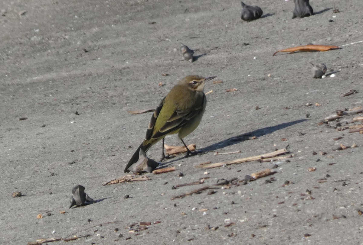 Sarı Kuyruksallayan - ML647192631