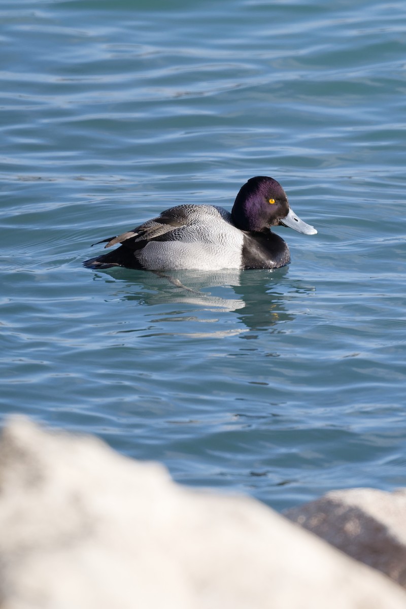 小斑背潛鴨 - ML647192633