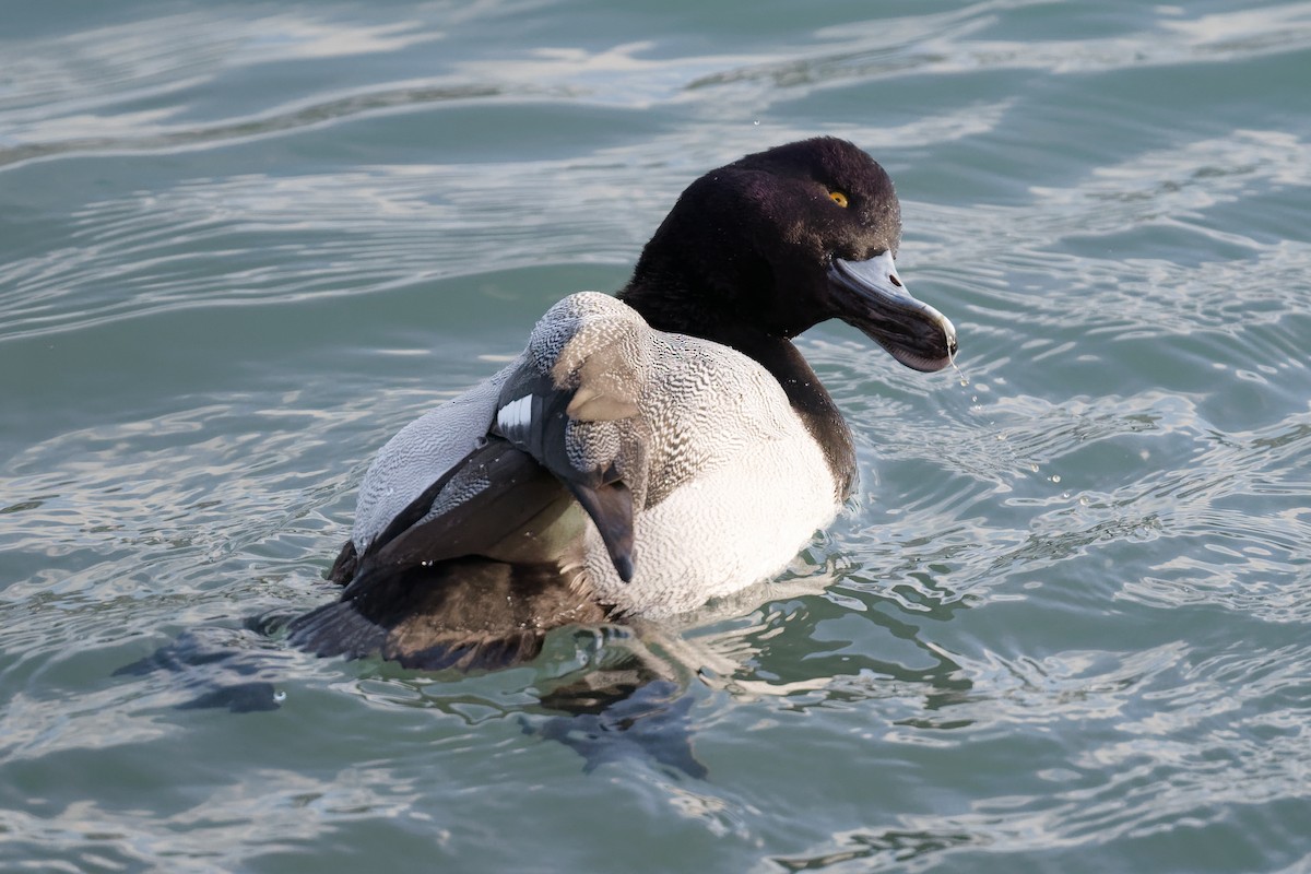小斑背潛鴨 - ML647192634