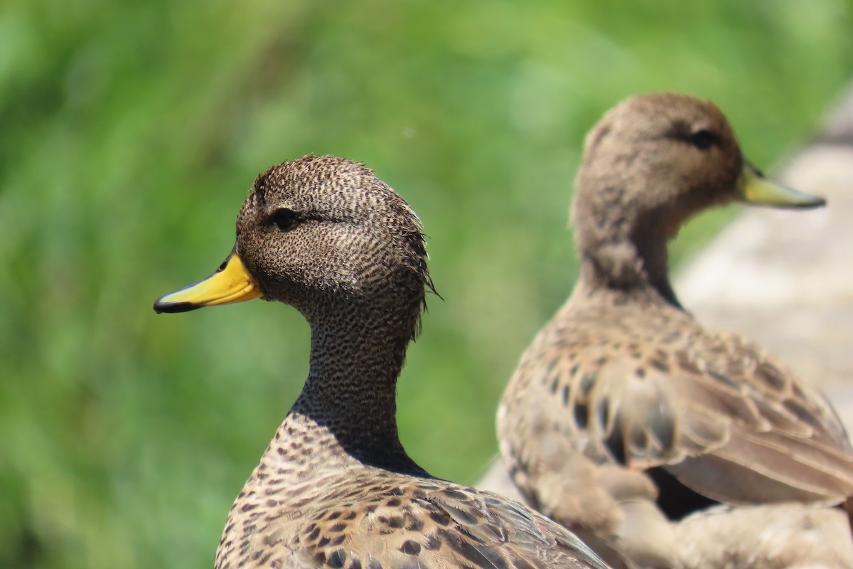 Yellow-billed Teal - ML647192635