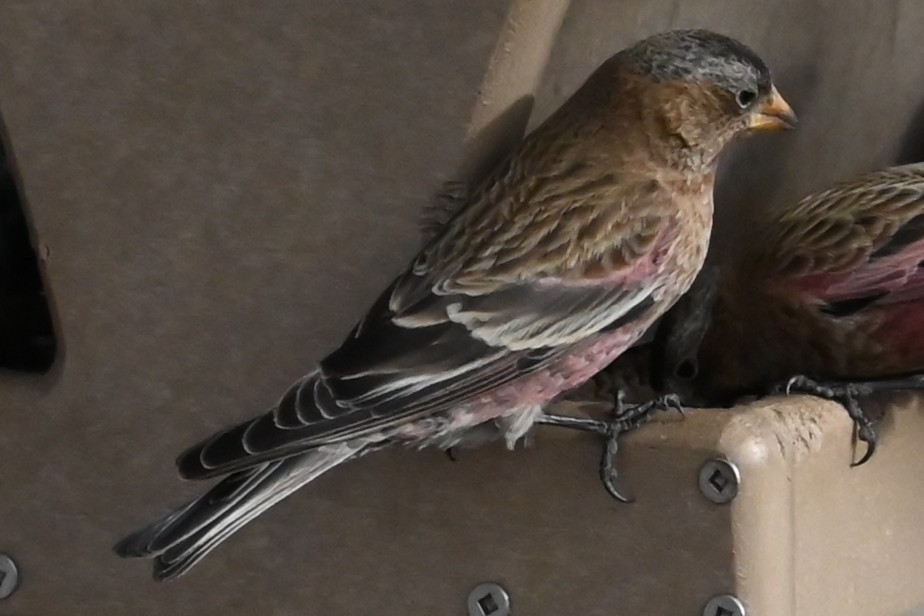 pěnkavice coloradská - ML647192639