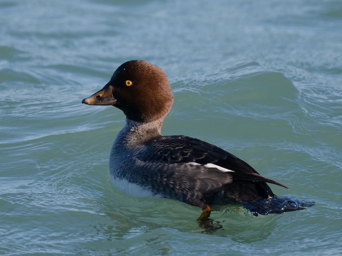 鵲鴨 - ML647192643