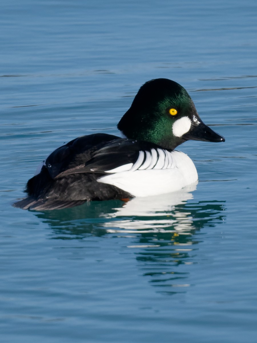 鵲鴨 - ML647192645