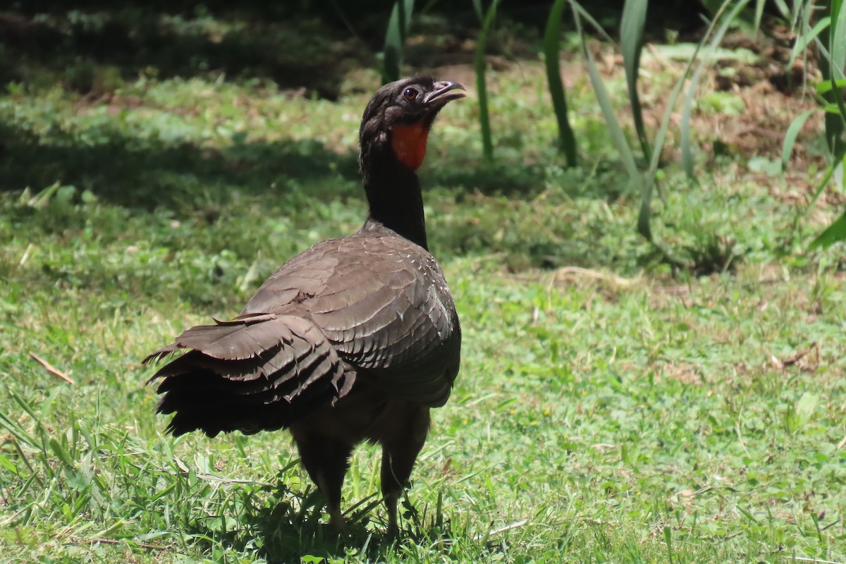 Dusky-legged Guan - ML647192647