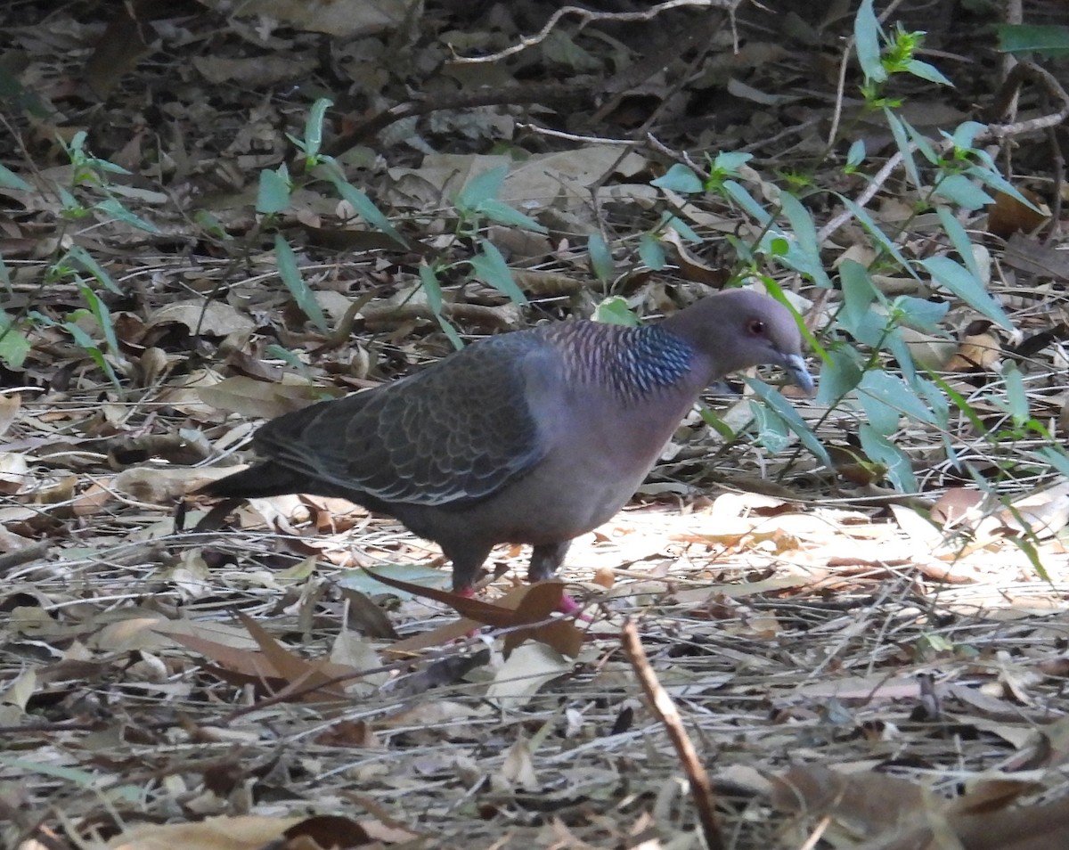 アカメバト - ML647192649