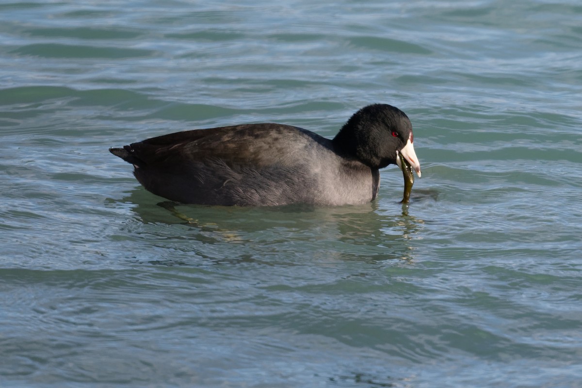 American Coot - ML647192656