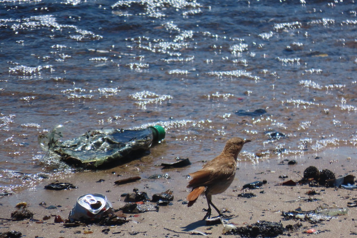 Rufous Hornero - ML647192664