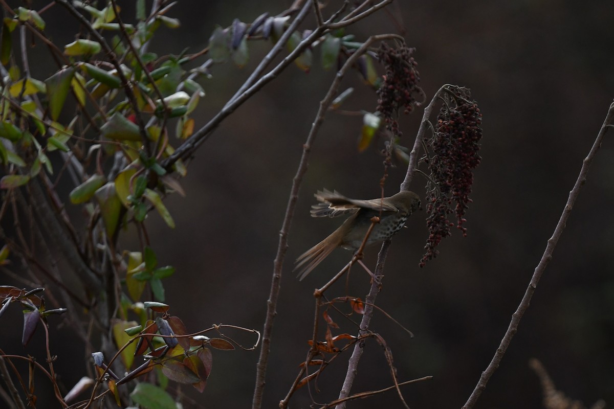 Дрізд-короткодзьоб плямистоволий - ML647192674