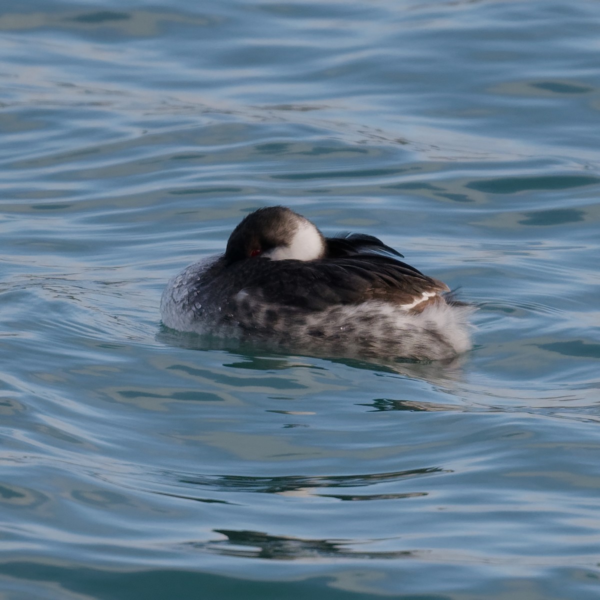 角鸊鷉 - ML647192677