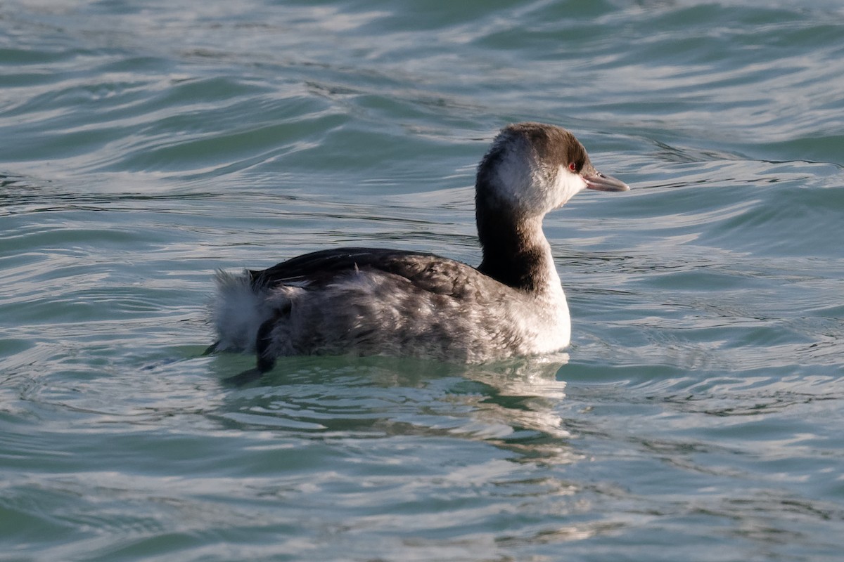 角鸊鷉 - ML647192678