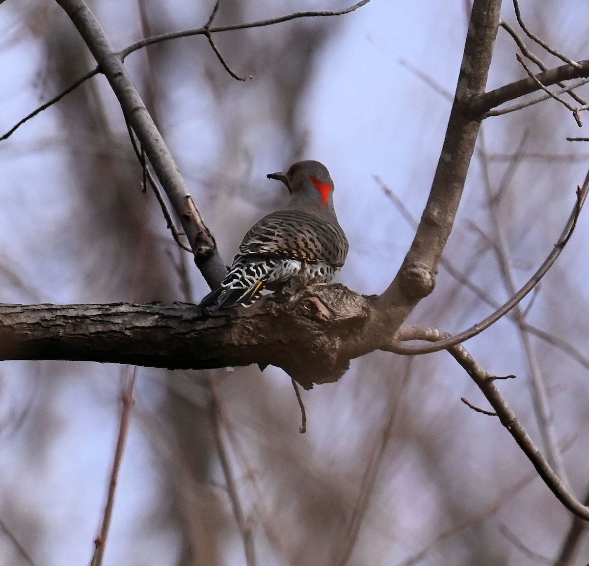 Northern Flicker - ML647192681