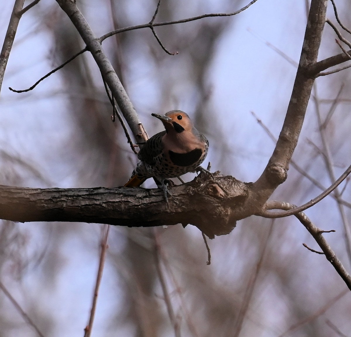 Northern Flicker - ML647192682