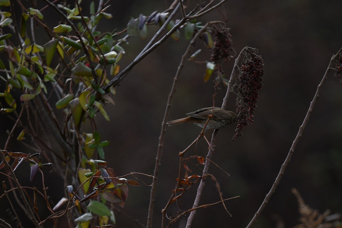 Дрізд-короткодзьоб плямистоволий - ML647192683