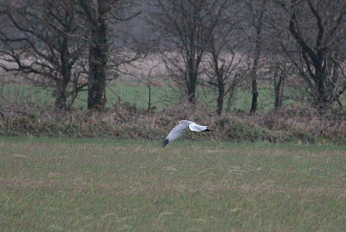 Hen Harrier - ML647192685