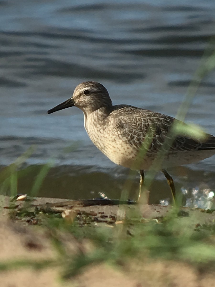 jespák rezavý - ML647192690