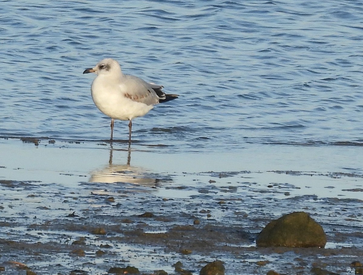 Mediterranean Gull - ML647192691