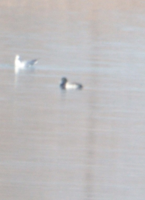 Greater Scaup - ML647192700