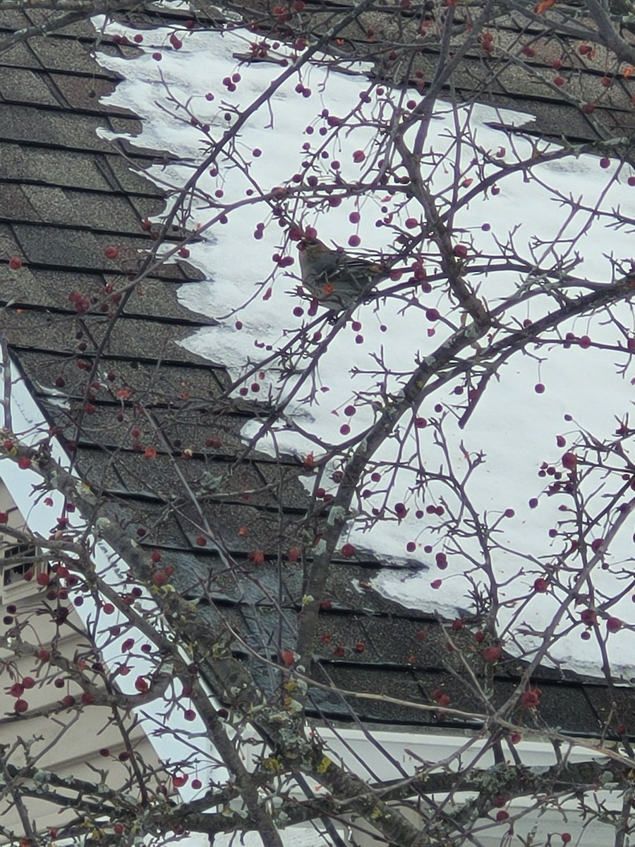 Смеречник тайговий - ML647192709