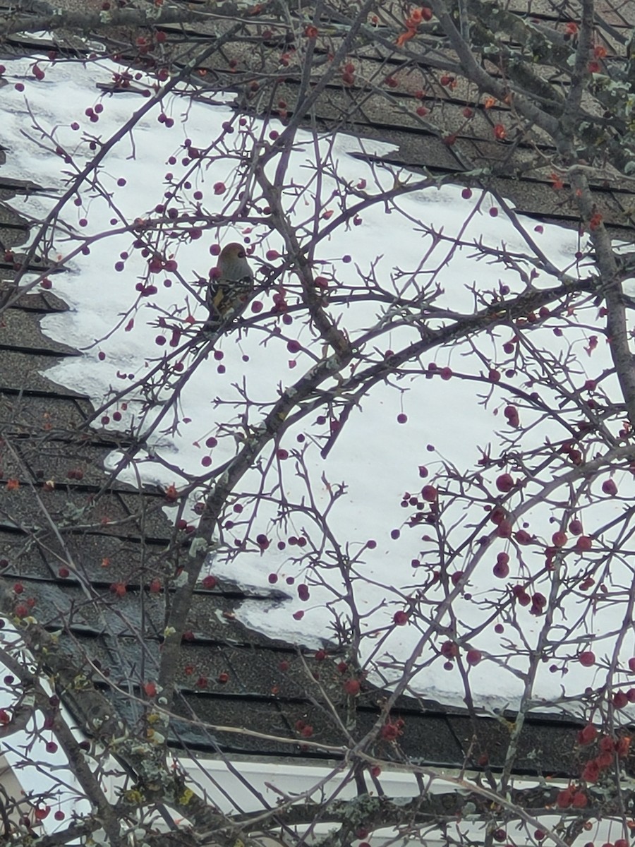 Смеречник тайговий - ML647192710