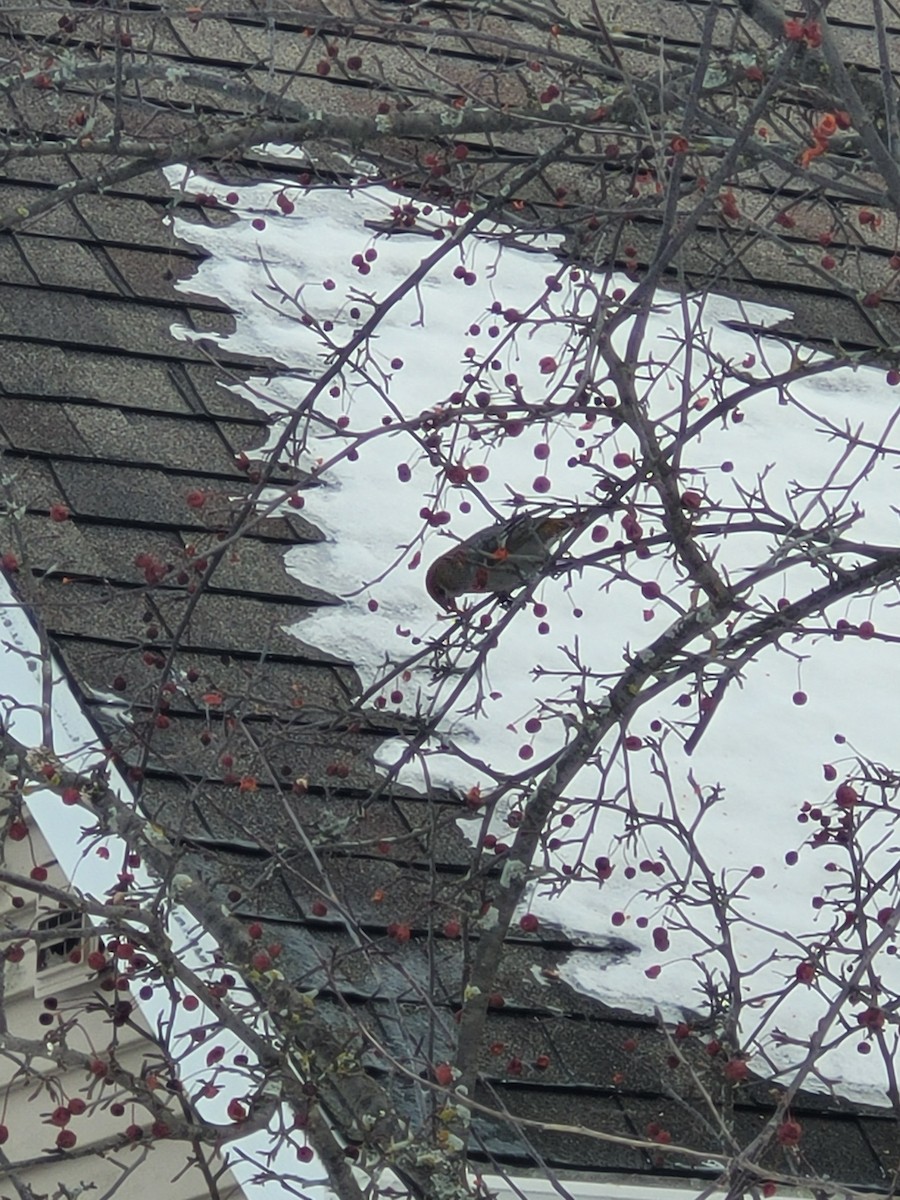 Смеречник тайговий - ML647192711