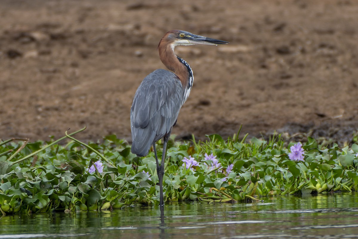 Héron goliath - ML647192712