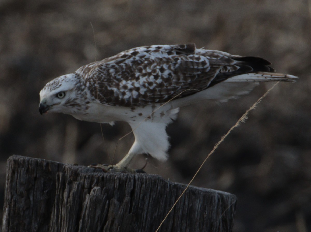 Red-tailed Hawk (Krider's) - ML647192714