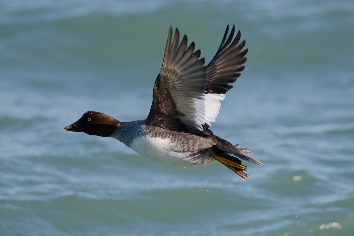 鵲鴨 - ML647192719