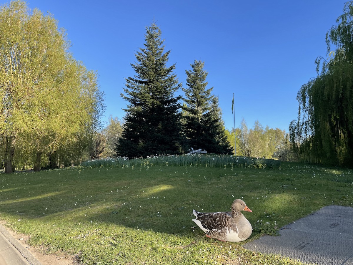 Graylag Goose - ML647192725