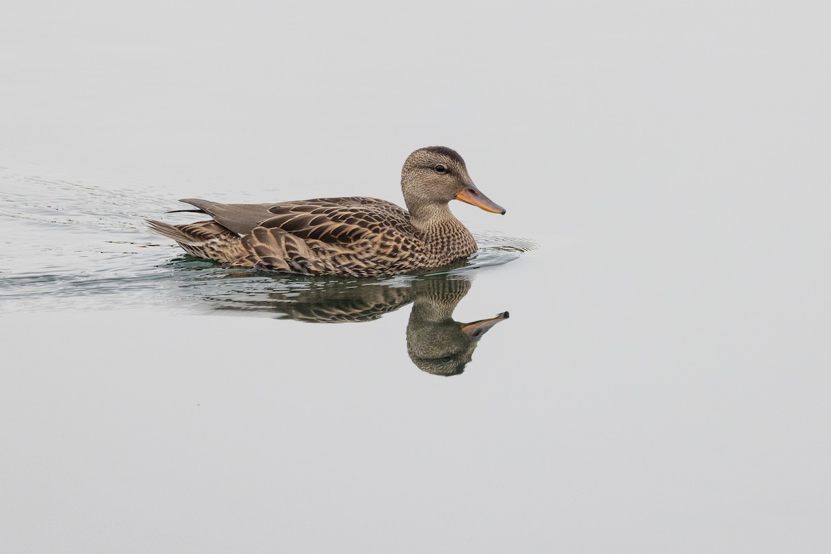 ברווז אפור - ML647192728