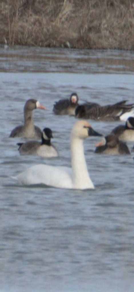 Tundra Swan - ML647192738