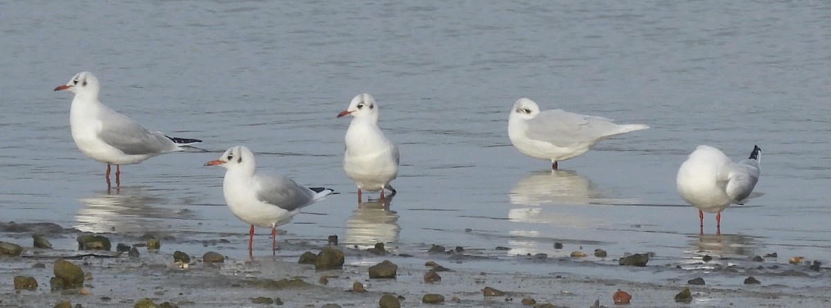Mediterranean Gull - ML647192742