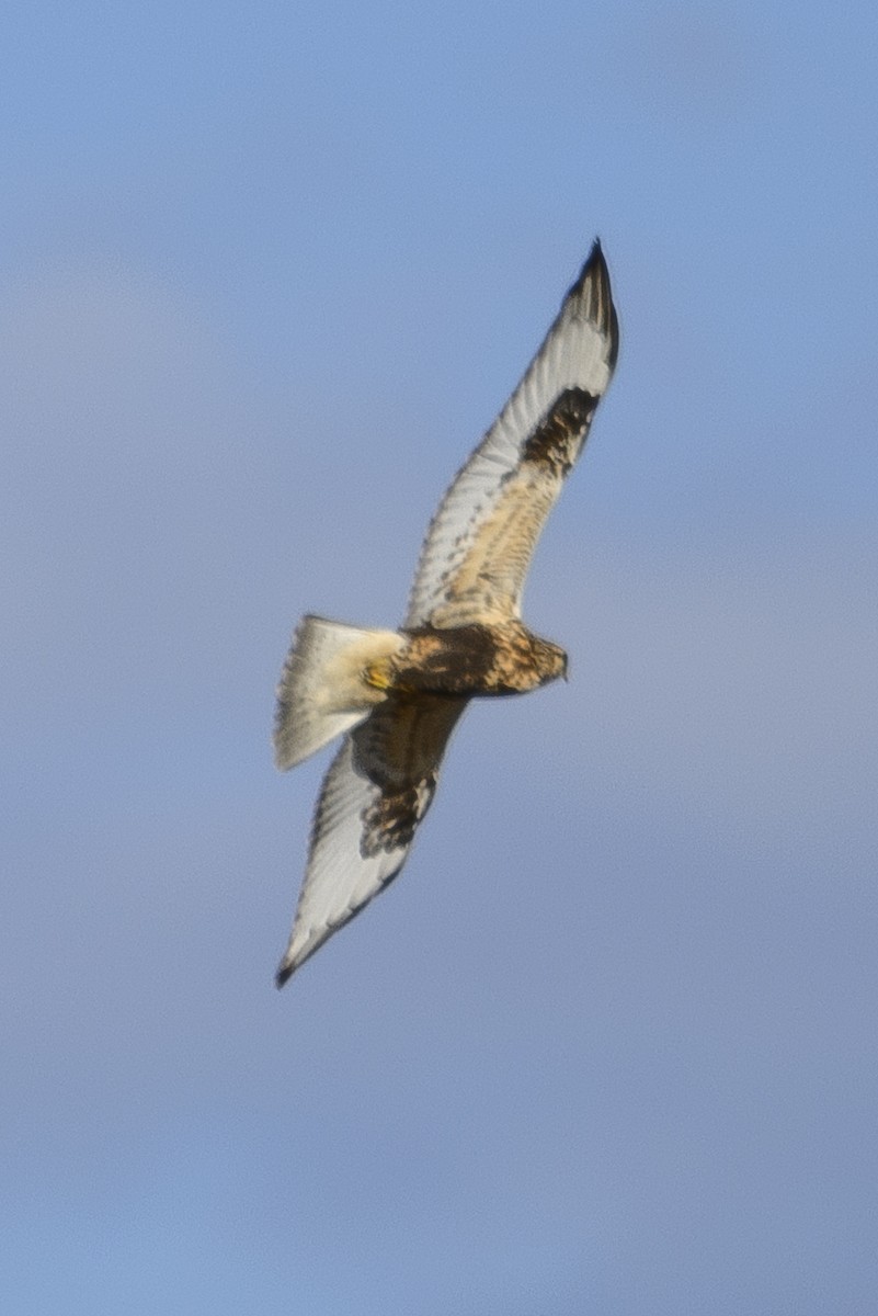 Rough-legged Hawk - ML647192745