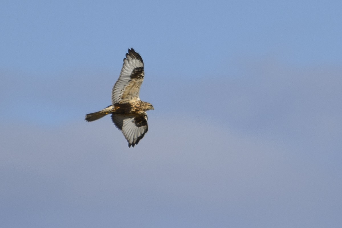 Rough-legged Hawk - ML647192746