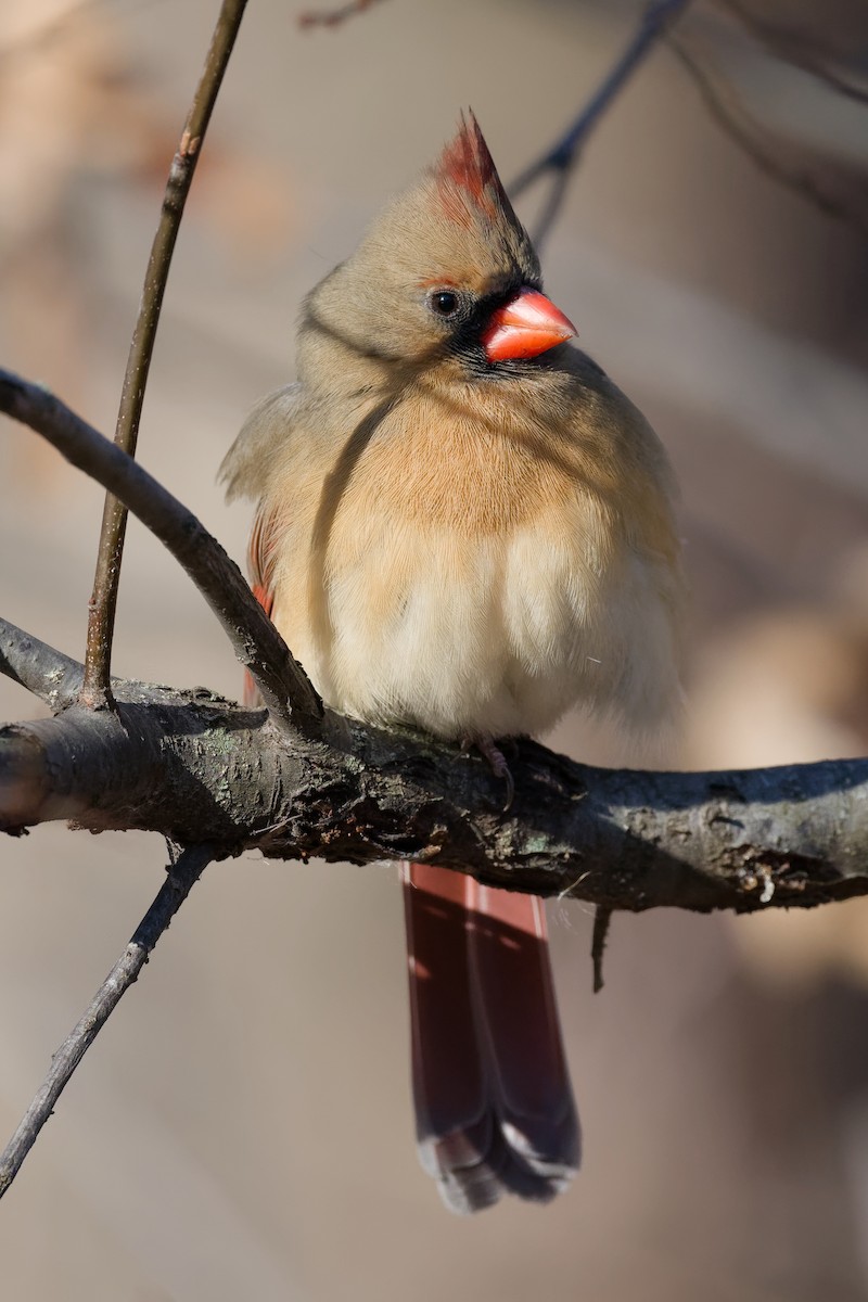 Northern Cardinal - ML647192748