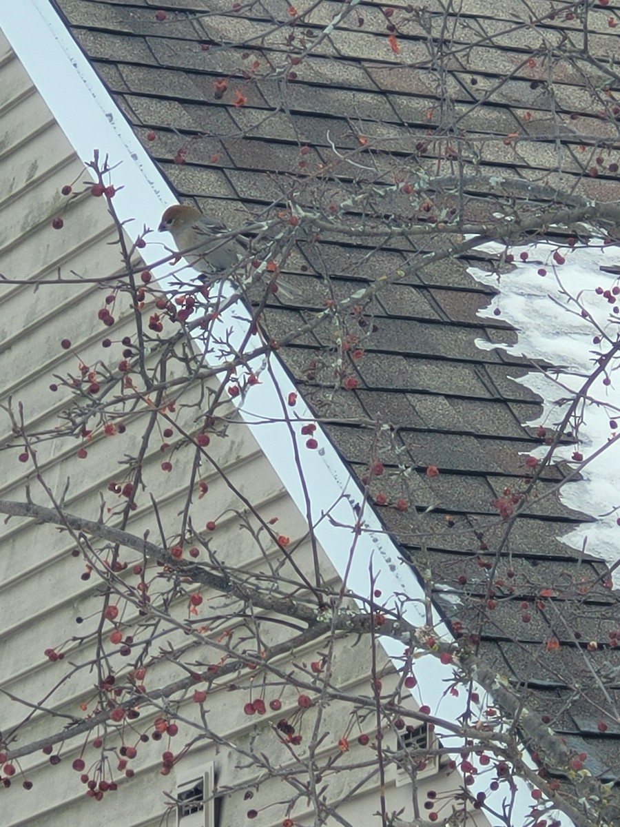 Смеречник тайговий - ML647192755