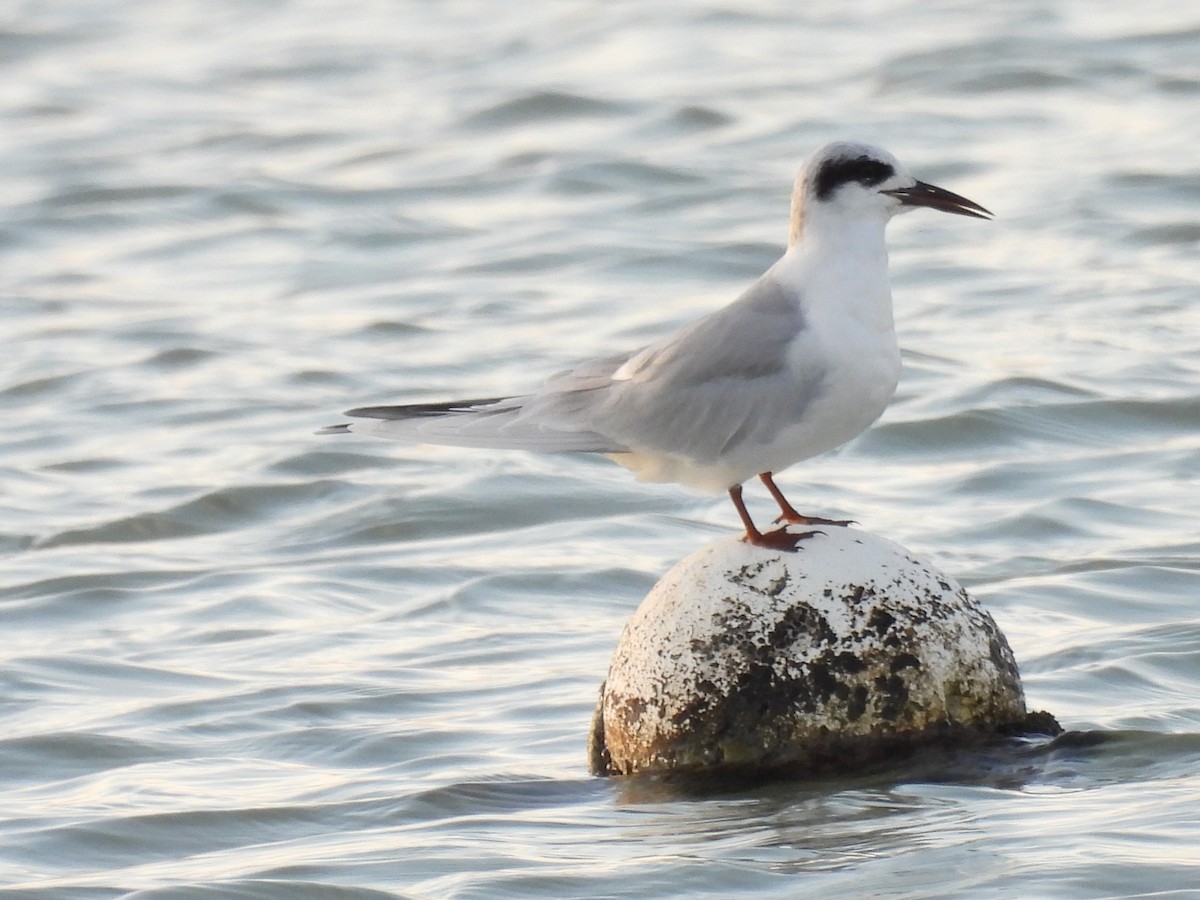 Forster's Tern - ML647192767