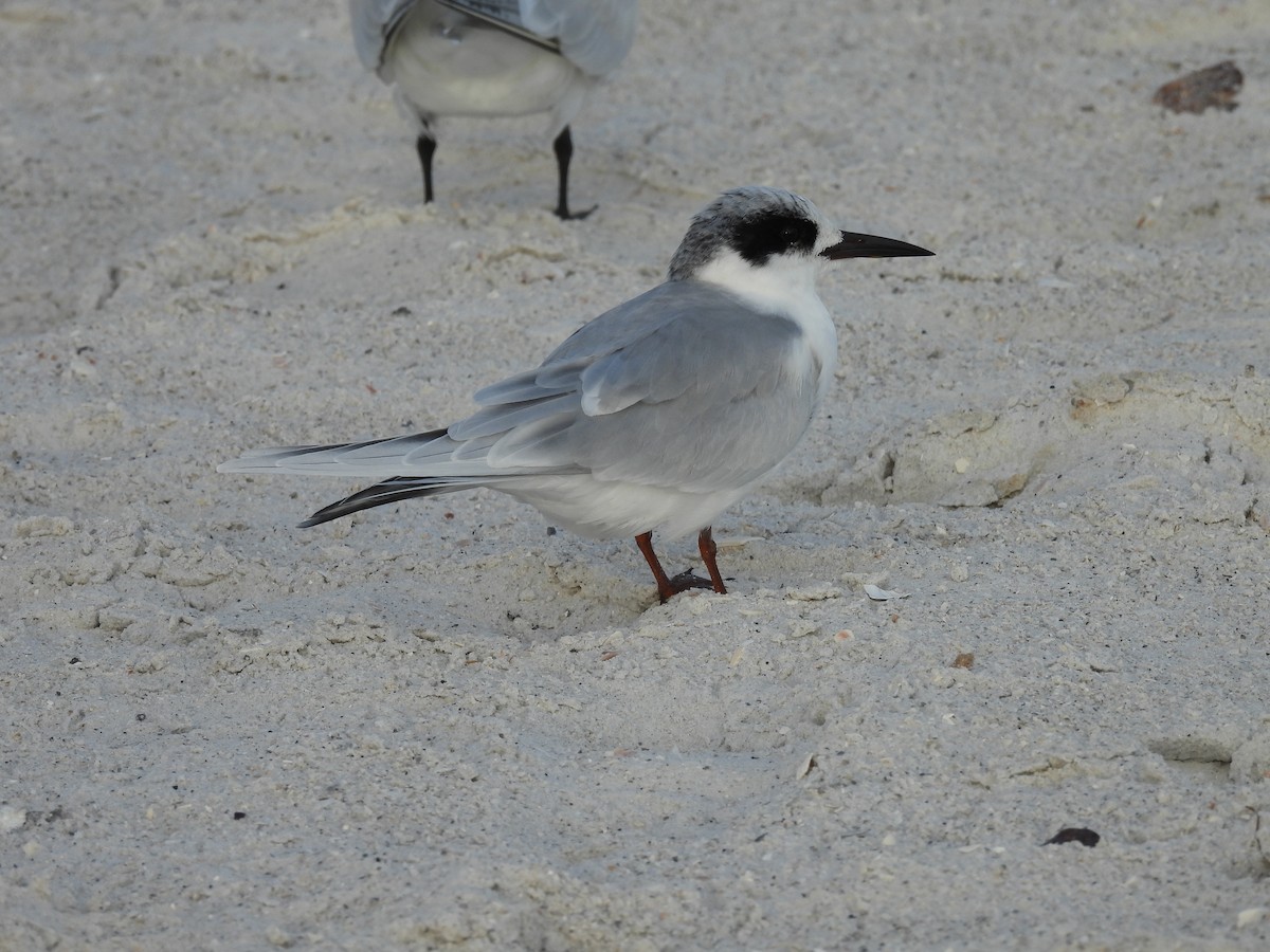 Forster's Tern - ML647192768
