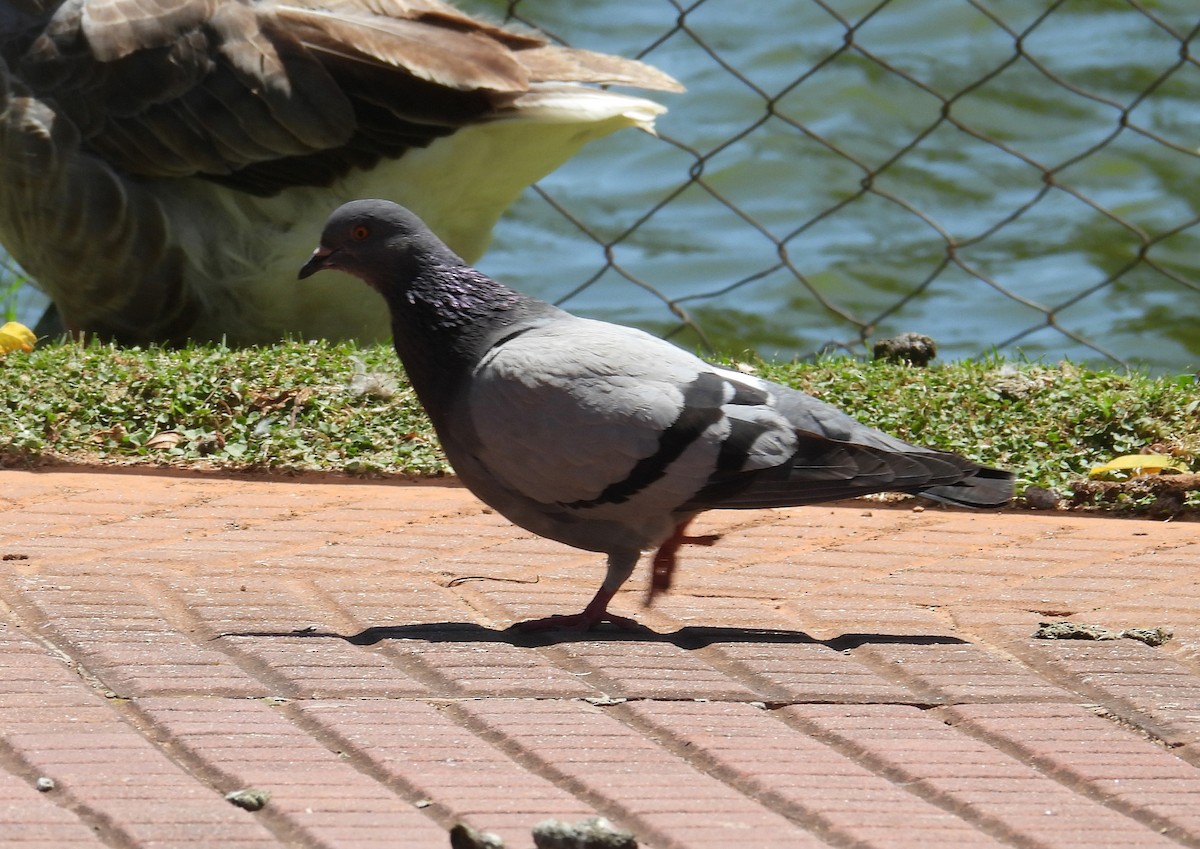 יונת סלעים - ML647192776